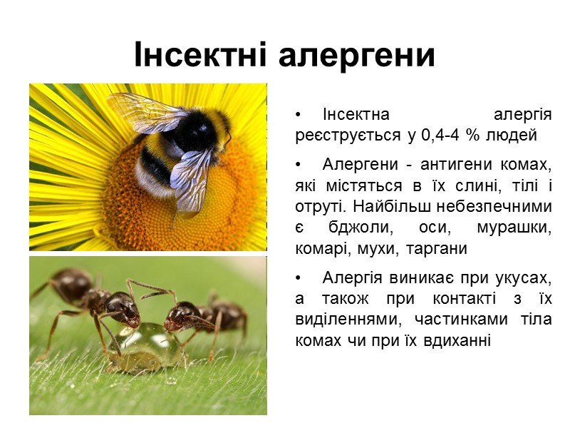 Інсектні алергени Інсектна алергія реєструється у 0,4-4 % людей Алергени - антигени комах, які